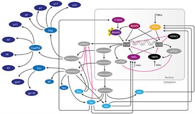 Dynamics of the Gene Regulatory Network of HIV-1 and the Role of Viral Non-coding RNAs on Latency Reversion